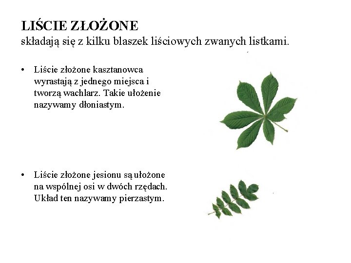 LIŚCIE ZŁOŻONE składają się z kilku blaszek liściowych zwanych listkami. • Liście złożone kasztanowca