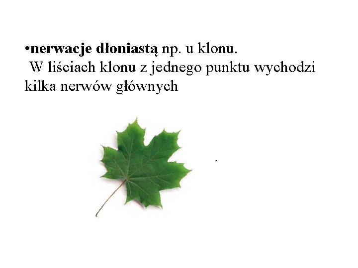  • nerwacje dłoniastą np. u klonu. W liściach klonu z jednego punktu wychodzi