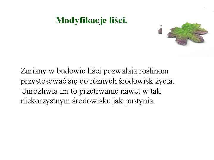 Modyfikacje liści. Zmiany w budowie liści pozwalają roślinom przystosować się do różnych środowisk Modyfikacje liści. Zmiany w budowie liści pozwalają roślinom przystosować się do różnych środowisk