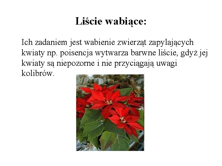 Liście wabiące: Ich zadaniem jest wabienie zwierząt zapylających kwiaty np. poisencja wytwarza barwne liście, Liście wabiące: Ich zadaniem jest wabienie zwierząt zapylających kwiaty np. poisencja wytwarza barwne liście,