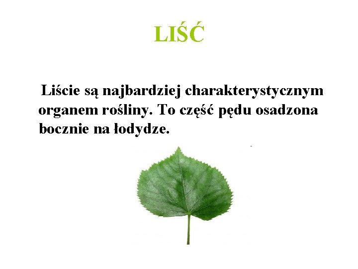 LIŚĆ Liście są najbardziej charakterystycznym organem rośliny. To część pędu osadzona bocznie na łodydze. LIŚĆ Liście są najbardziej charakterystycznym organem rośliny. To część pędu osadzona bocznie na łodydze.