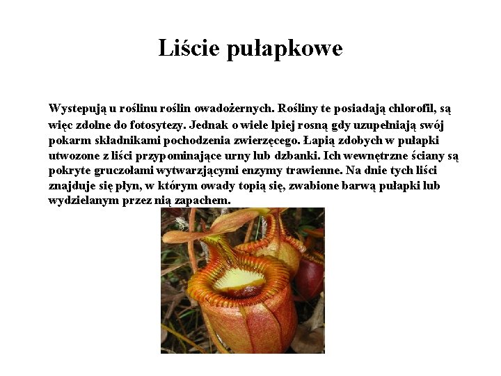 Liście pułapkowe Wystepują u roślin owadożernych. Rośliny te posiadają chlorofil, są więc zdolne do Liście pułapkowe Wystepują u roślin owadożernych. Rośliny te posiadają chlorofil, są więc zdolne do