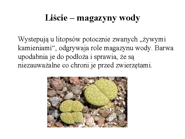 Liście – magazyny wody Wystepują u litopsów potocznie zwanych „żywymi kamieniami“, odgrywaja role magazynu