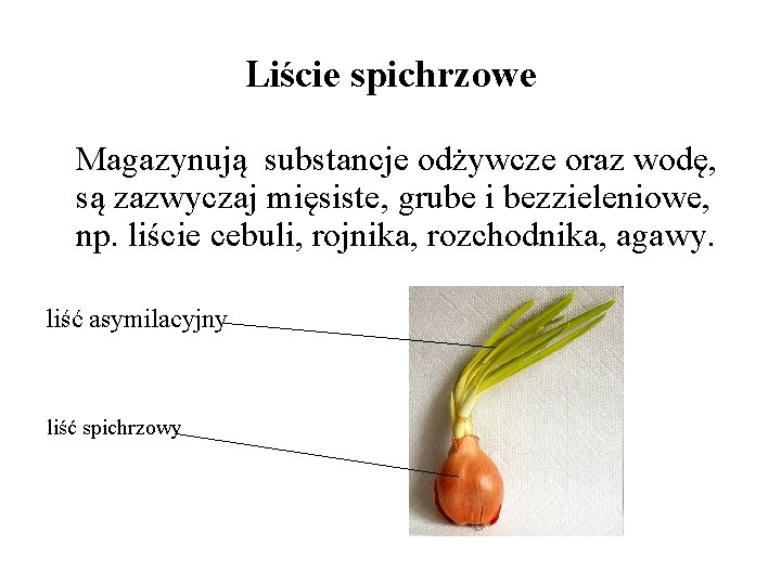 Liście spichrzowe Magazynują substancje odżywcze oraz wodę, są zazwyczaj mięsiste, grube i bezzieleniowe, np.