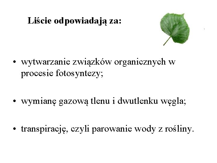 Liście odpowiadają za: • wytwarzanie związków organicznych w procesie fotosyntezy; • wymianę gazową Liście odpowiadają za: • wytwarzanie związków organicznych w procesie fotosyntezy; • wymianę gazową