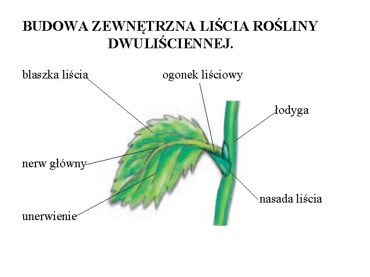 BUDOWA ZEWNĘTRZNA LIŚCIA ROŚLINY DWULIŚCIENNEJ. blaszka liścia ogonek liściowy łodyga nerw główny nasada liścia