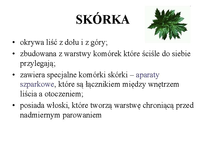 SKÓRKA • okrywa liść z dołu i z góry; • zbudowana z warstwy komórek