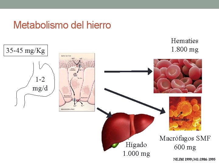 Metabolismo del hierro Hematíes 1. 800 mg 35 -45 mg/Kg 1 -2 mg/d Hígado