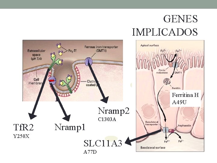 GENES IMPLICADOS Nramp 2 Tf. R 2 Y 250 X Nramp 1 C 1303