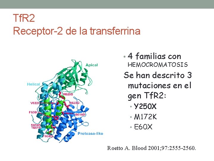 Tf. R 2 Receptor-2 de la transferrina • 4 familias con HEMOCROMATOSIS Se han