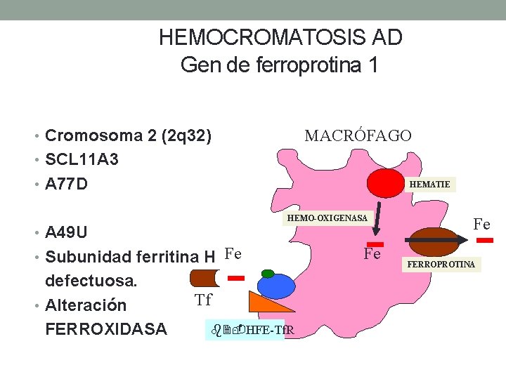 HEMOCROMATOSIS AD Gen de ferroprotina 1 • Cromosoma 2 (2 q 32) MACRÓFAGO •