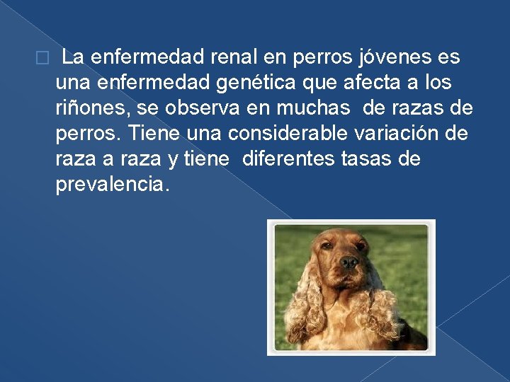 � La enfermedad renal en perros jóvenes es una enfermedad genética que afecta a