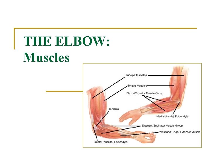 THE ELBOW: Muscles 