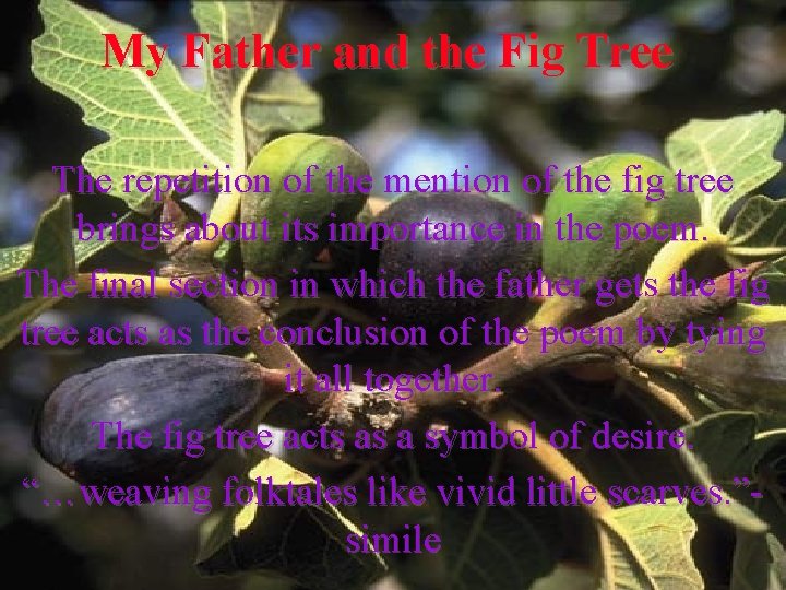 My Father and the Fig Tree The repetition of the mention of the fig
