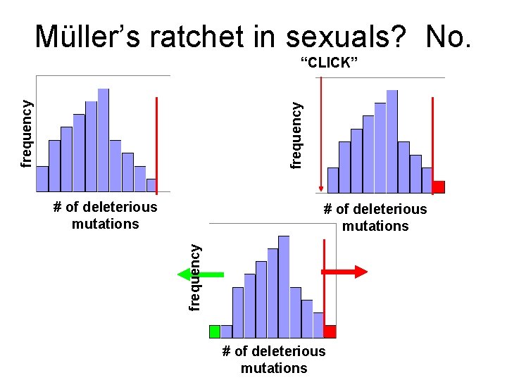 Müller’s ratchet in sexuals? No. frequency “CLICK” # of deleterious mutations frequency # of