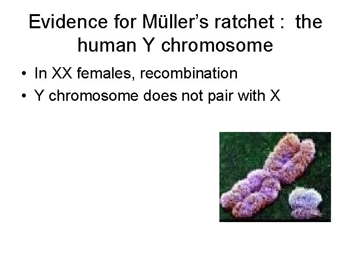 Evidence for Müller’s ratchet : the human Y chromosome • In XX females, recombination