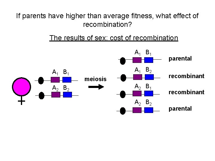 If parents have higher than average fitness, what effect of recombination? The results of