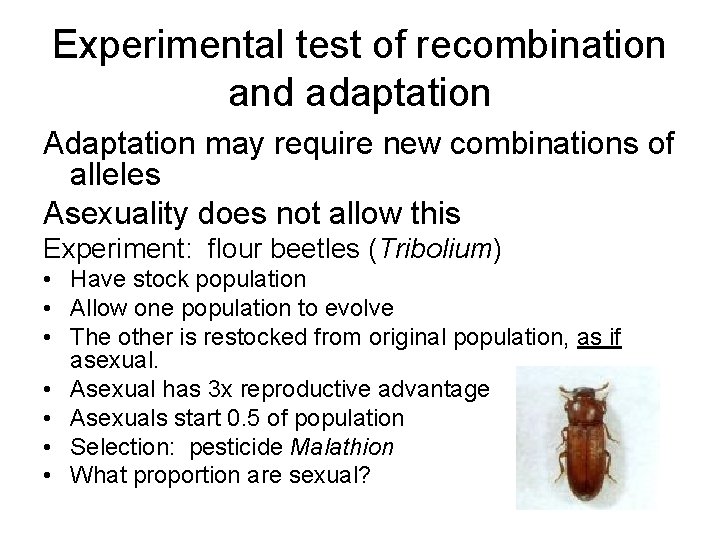 Experimental test of recombination and adaptation Adaptation may require new combinations of alleles Asexuality