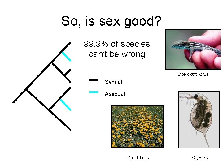 So, is sex good? 99. 9% of species can’t be wrong Cnemidophorus Sexual Asexual