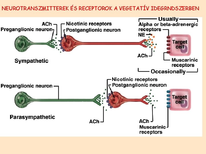 NEUROTRANSZMITTEREK ÉS RECEPTOROK A VEGETATÍV IDEGRNDSZERBEN 