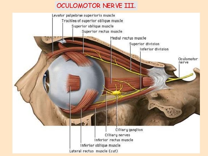 OCULOMOTOR NERVE III. 