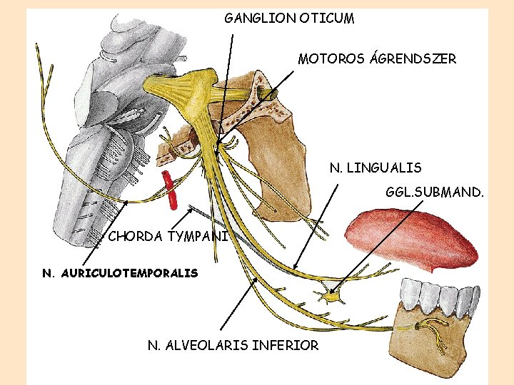 GANGLION OTICUM MOTOROS ÁGRENDSZER N. LINGUALIS GGL. SUBMAND. CHORDA TYMPANI N. AURICULOTEMPORALIS N. ALVEOLARIS