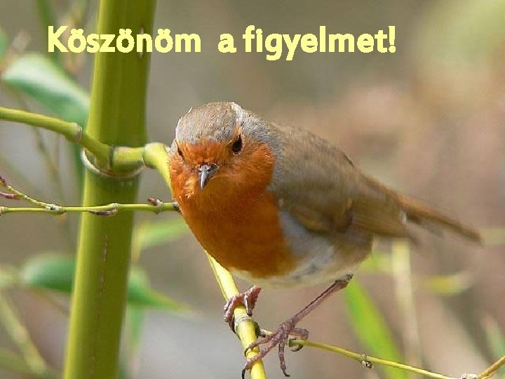 Köszönöm a figyelmet! 