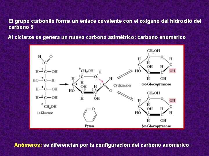 El grupo carbonilo forma un enlace covalente con el oxigeno del hidroxilo del carbono