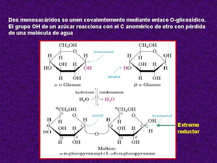 Dos monosacáridos se unen covalentemente mediante enlace O-glicosídico. El grupo OH de un azúcar