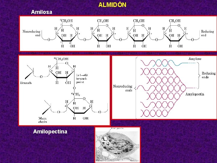 ALMIDÓN Amilosa Amilopectina 39 