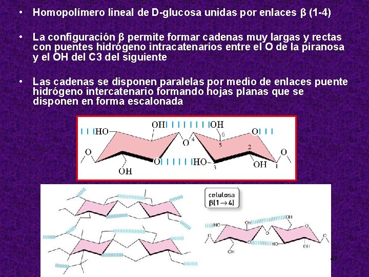  • Homopolímero lineal de D-glucosa unidas por enlaces β (1 -4) • La