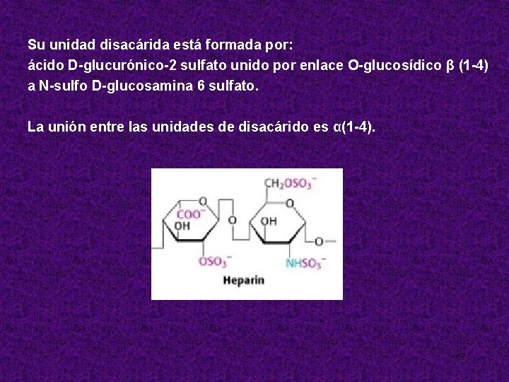 Su unidad disacárida está formada por: ácido D-glucurónico-2 sulfato unido por enlace O-glucosídico β