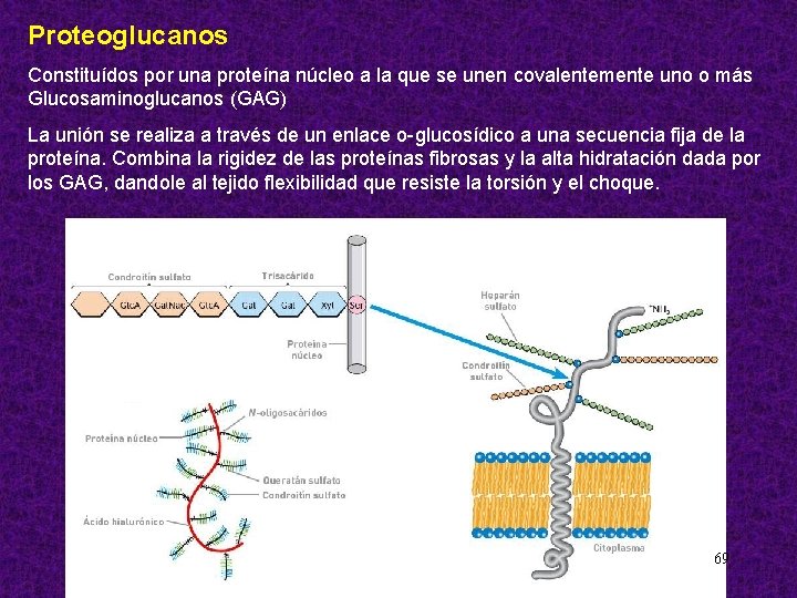 Proteoglucanos Constituídos por una proteína núcleo a la que se unen covalentemente uno o