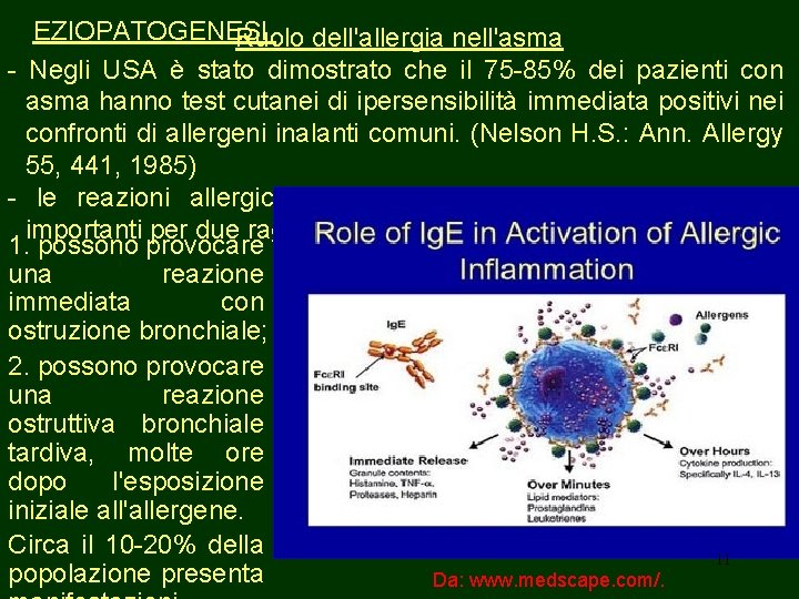 EZIOPATOGENESI, Ruolo dell'allergia nell'asma - Negli USA è stato dimostrato che il 75 -85%