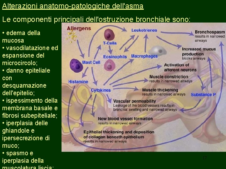 Alterazioni anatomo-patologiche dell'asma Le componenti principali dell'ostruzione bronchiale sono: • edema della mucosa •