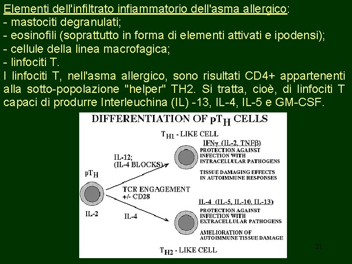 Elementi dell'infiltrato infiammatorio dell'asma allergico: - mastociti degranulati; - eosinofili (soprattutto in forma di