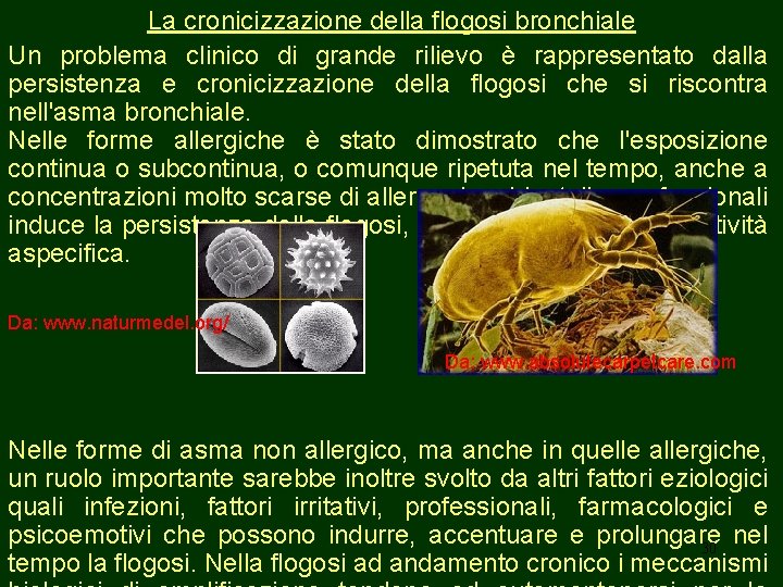 La cronicizzazione della flogosi bronchiale Un problema clinico di grande rilievo è rappresentato dalla