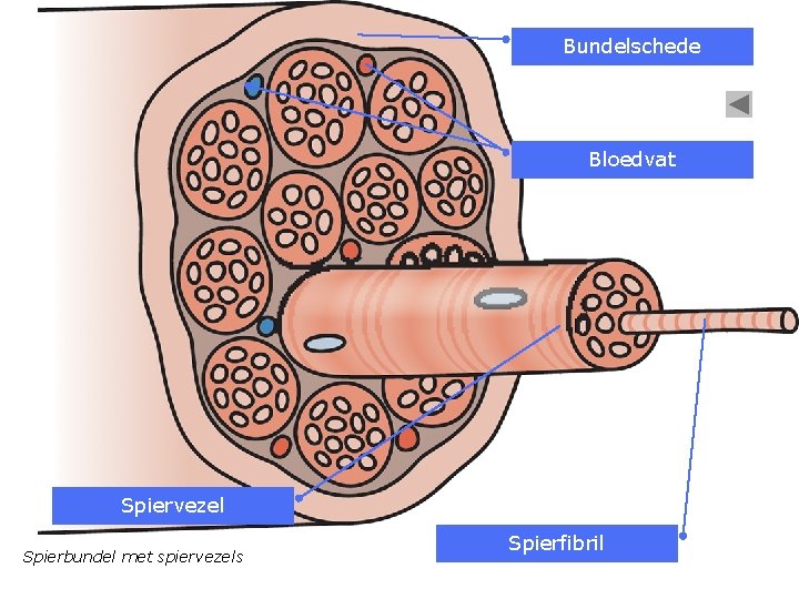 Bundelschede Bloedvat Spiervezel Spierbundel met spiervezels Spierfibril 