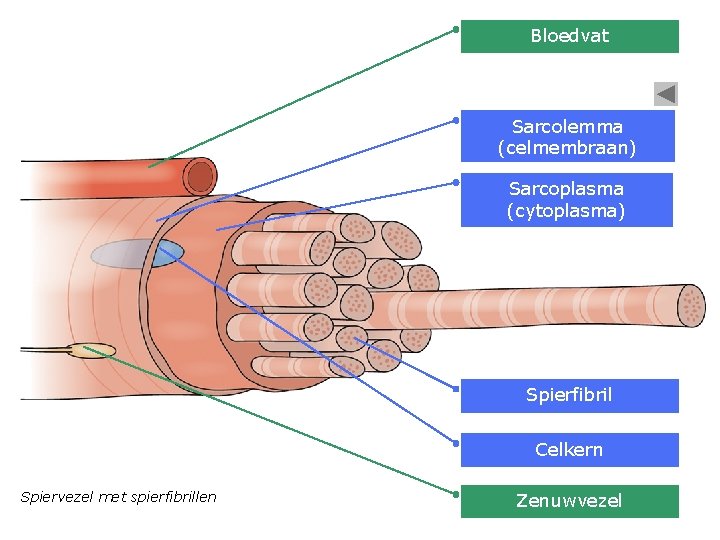 Bloedvat Sarcolemma (celmembraan) Sarcoplasma (cytoplasma) Spierfibril Celkern Spiervezel met spierfibrillen Zenuwvezel 