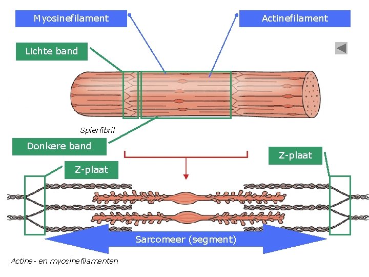 Myosinefilament Actinefilament Lichte band Spierfibril Donkere band Z-plaat Sarcomeer (segment) Actine- en myosinefilamenten 