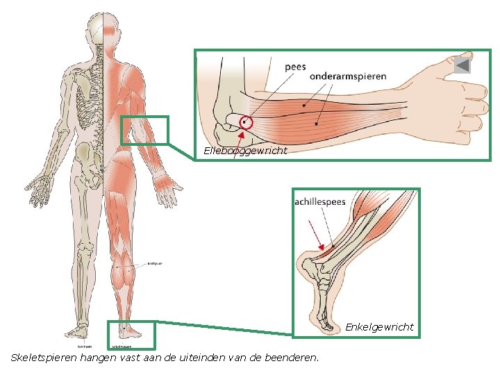 Ellebooggewricht Enkelgewricht Skeletspieren hangen vast aan de uiteinden van de beenderen. 