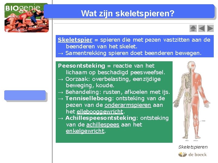 Wat zijn skeletspieren? Skeletspieren Bouw skeletspier Bouw spiervezel Bouw spierfibril Skeletspier = spieren die