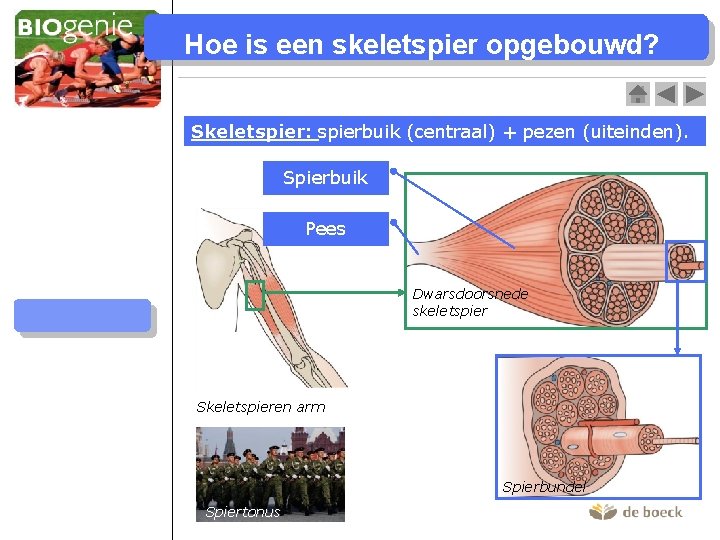 Hoe is een skeletspier opgebouwd? Skeletspier: spierbuik (centraal) + pezen (uiteinden). Skeletspieren Spierbuik Bouw