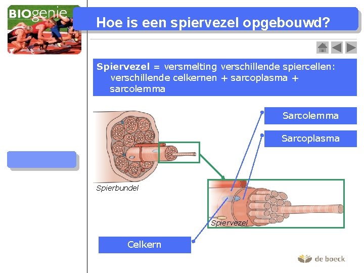 Hoe is een spiervezel opgebouwd? Skeletspieren Bouw skeletspier Spiervezel = versmelting verschillende spiercellen: verschillende