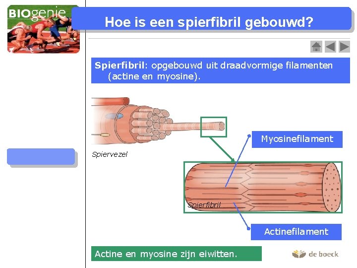 Hoe is een spierfibril gebouwd? Skeletspieren Spierfibril: opgebouwd uit draadvormige filamenten (actine en myosine).