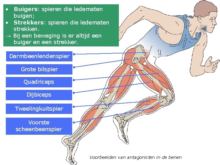  • Buigers: spieren die ledematen buigen; • Strekkers: spieren die ledematen strekken. Bij