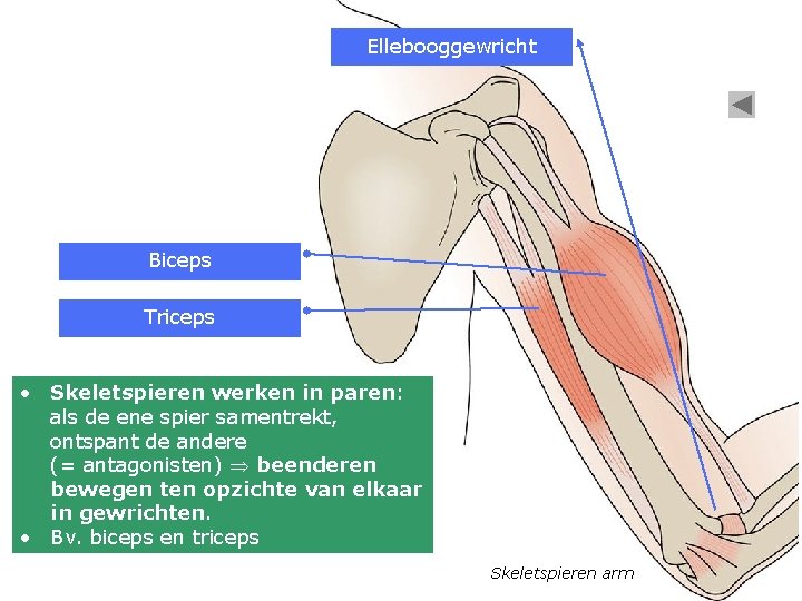 Ellebooggewricht Biceps Triceps • Skeletspieren werken in paren: als de ene spier samentrekt, ontspant