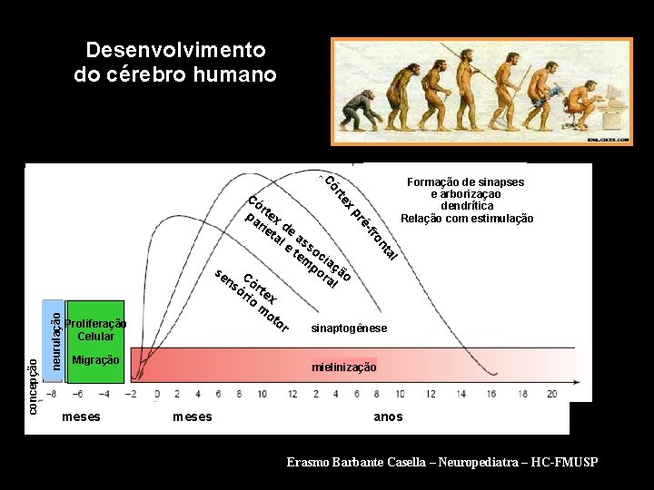 Desenvolvimento do cérebro humano Có Formação de sinapses e arborizaçao dendrítica Relação com estimulação