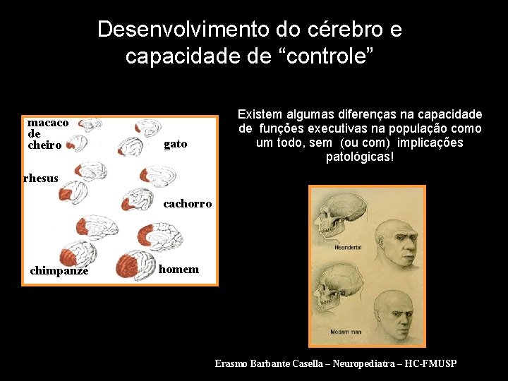 Desenvolvimento do cérebro e capacidade de “controle” macaco de cheiro gato Existem algumas diferenças