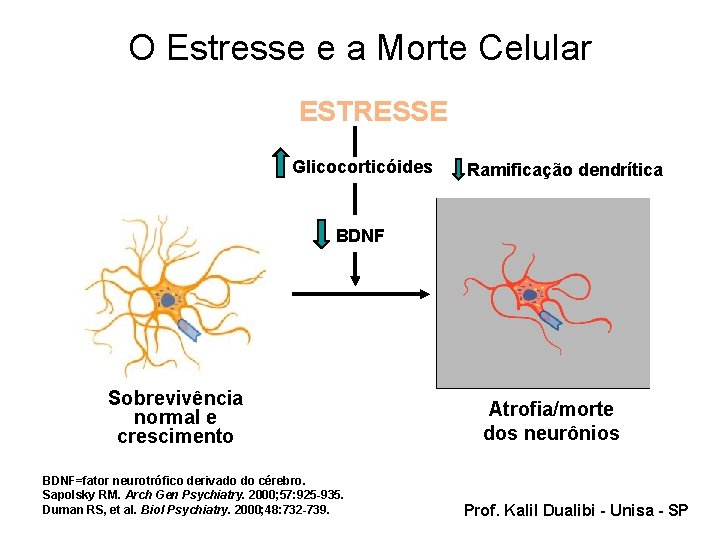 O Estresse e a Morte Celular ESTRESSE Glicocorticóides Ramificação dendrítica BDNF Sobrevivência normal e
